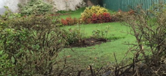 The hole in the garden hedge where the bomb exploded.
