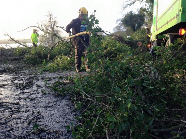 Workman helping to clear fallen tree on Derry's Letterkenny Road this morning