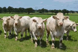 30 Charolais cattle similar to this stolen by rustlers in Castlederg