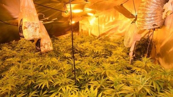 Police photograph of £125,000 cannabis haul found in Limavady on Wednesday