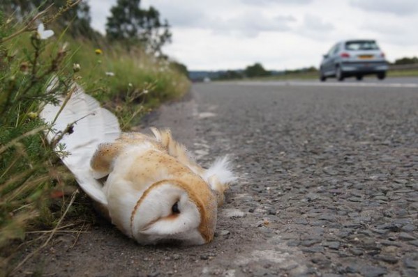 The record breaking barn owl killed by a car in Derry