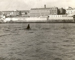 THE TALE OF THE WHALE...This is Dopey Dick, the Orca whale, swimming up the River Foyle in 1977