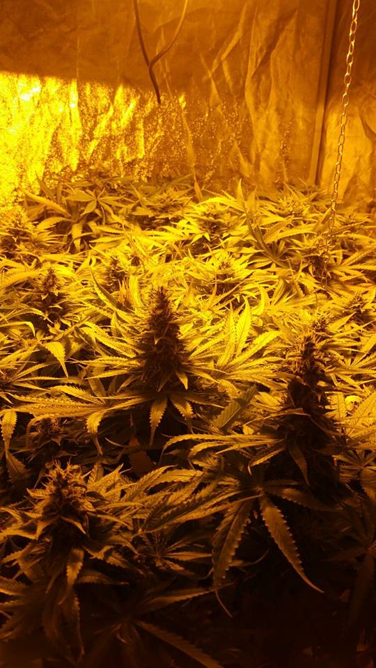 The £40,000 herbal cannabis haul seized by police in Co Derry