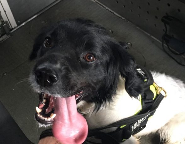 Jono the new police sniffer dog in Derry