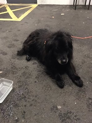 derry-dog-found