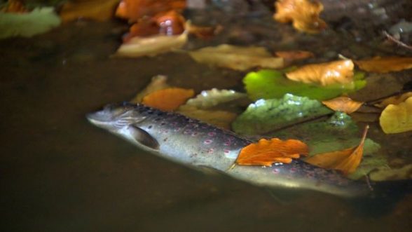 Fish poisoned by effluent floats on the water at a tributary of the River Moyola