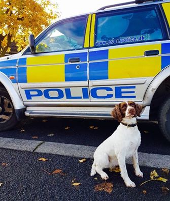 Sniffer dog Rosie on the scent of drugs in Derry's Northern Estates