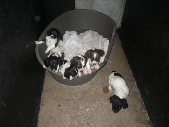 POOR WEE MITE. The little Spring Spaniel pups who had their tails docked illegally by Derry man Vincent Connolly