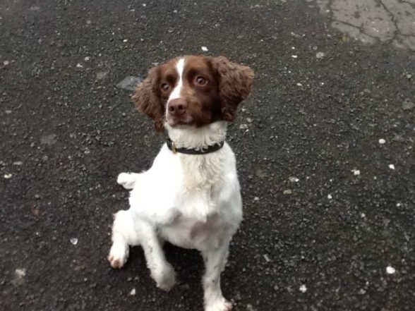 Police dog Rosie sniffs out more drugs in the Waterside