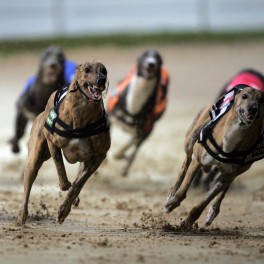 Irish Derby Greyhound Racing  9/9/2006