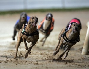 Irish Derby Greyhound Racing  9/9/2006