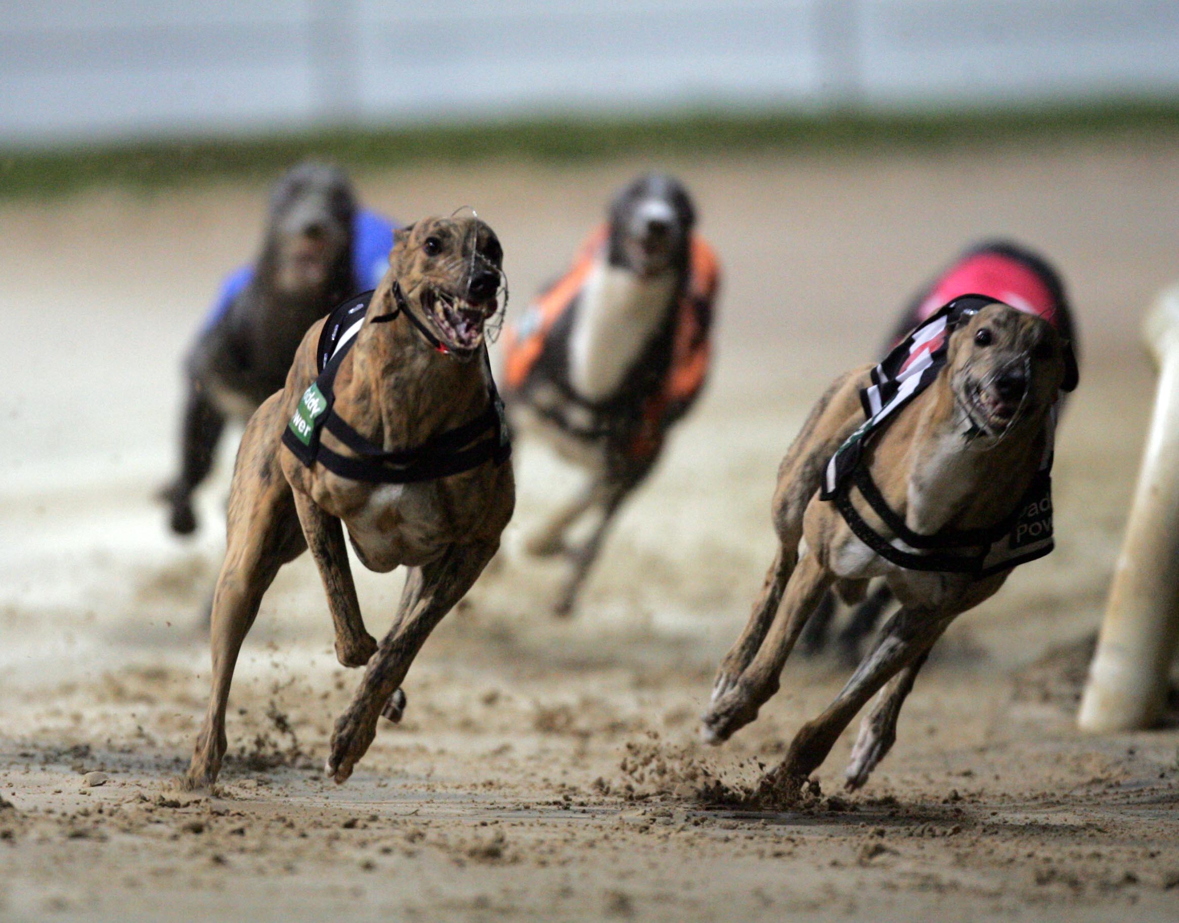 Irish Derby Greyhound Racing 9/9/2006