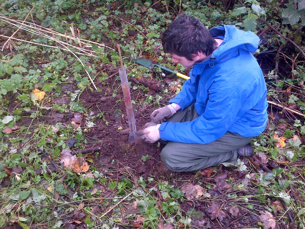 treeplanting