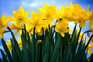 DAFFODILS1