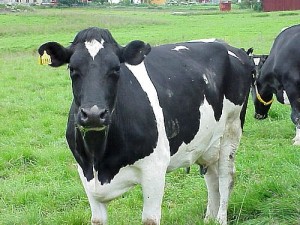 cow