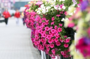 Floral planters along Derry's quayside. Photo: Lorcan Doherty Photography.