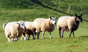 Sheep in a field