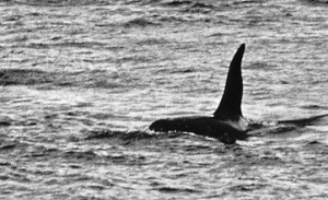 "Dopey Dick" in the River Foyle in November 1977.