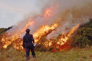 Gorse-and-bog-fires-have-been-the-result-of-recent-warm-weather