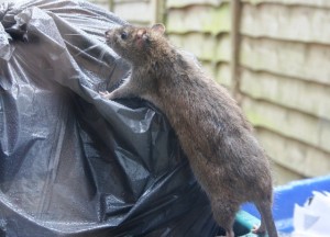 Rat-on-Bin-bag-640x461