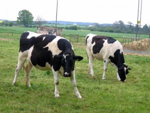 Friesian cows 2