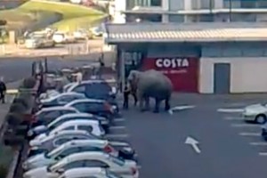 An elephant escaped from the same circus in Cork three years ago