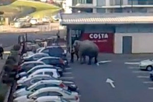 An elephant escaped from the same circus in Cork three years ago