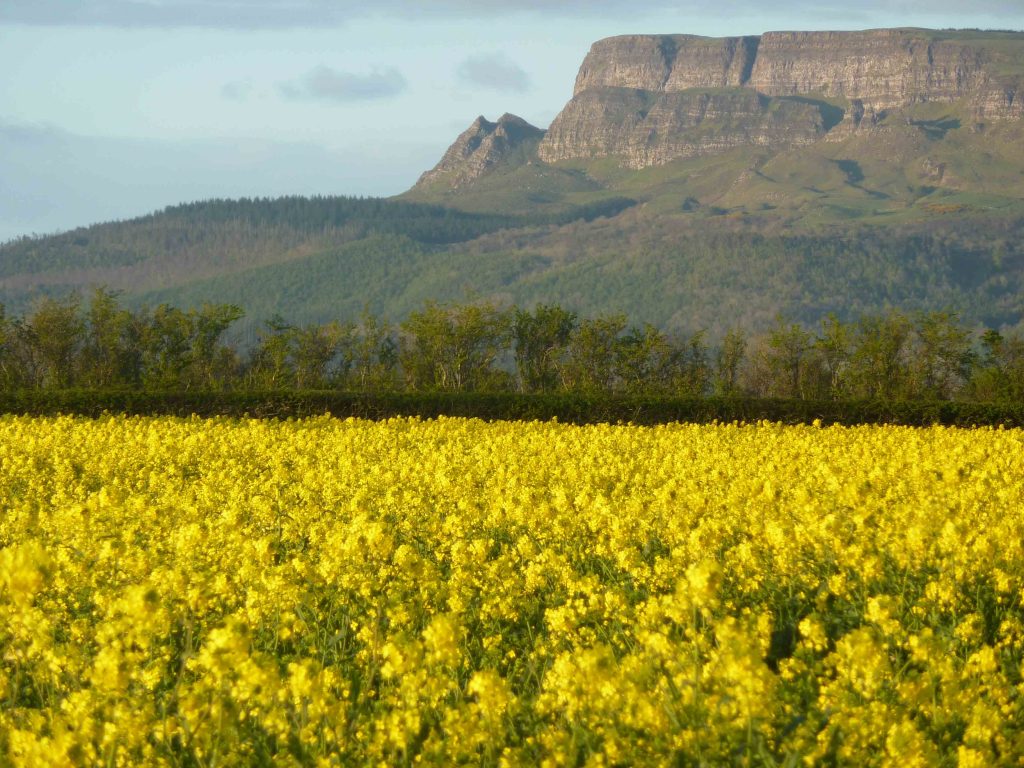 The Broighter Oil rapeseed fields in Co Derry