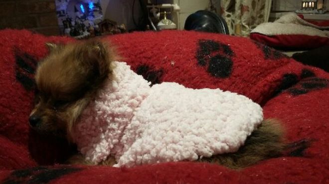 The little dog who died just days after being bought from puppy farm in Co Donegal