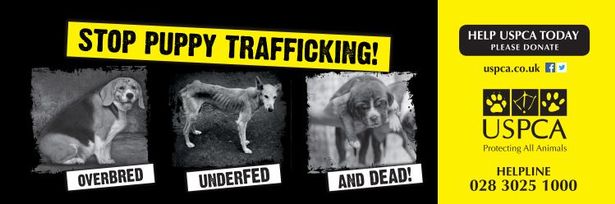 STOP PUPPY FARMING