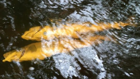 Fish found dead from pollution in River Faughan