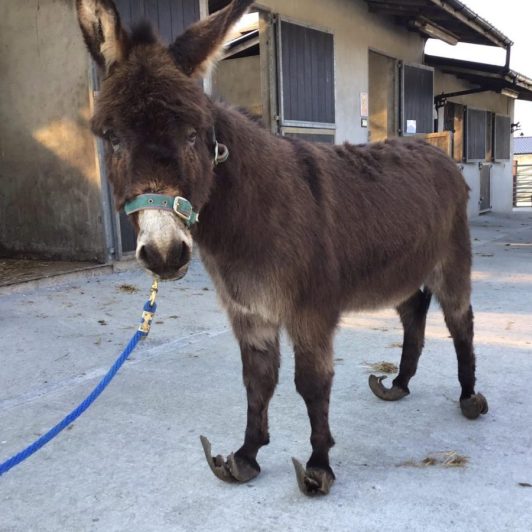 Donegal Donkey Sanctuary in dire need of financial support to care for  animals – Derry Daily